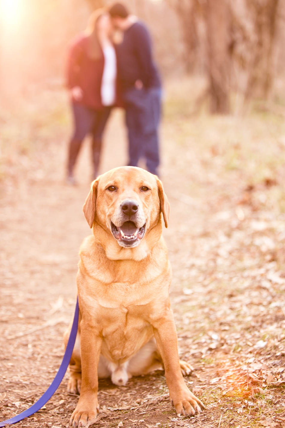 Tips For Including Your Dog in Your Engagement Photos - Image Property of www.j-dphoto.com