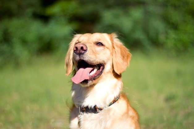 Nala Is The Coolest Golden Retriever Ever - Image Property of www.j-dphoto.com