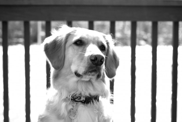 Nala Is The Coolest Golden Retriever Ever - Image Property of www.j-dphoto.com