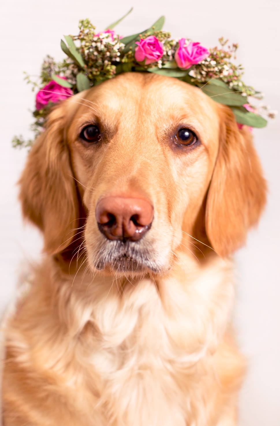 Happy National Puppy Day - Image Property of www.j-dphoto.com