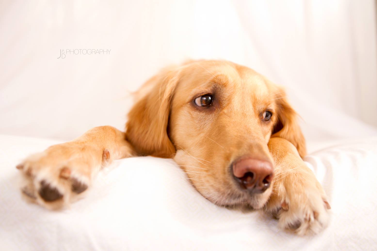 Happy National Puppy Day - Image Property of www.j-dphoto.com