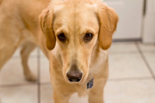 Nala Is The Coolest Golden Retriever Ever - Image Property of www.j-dphoto.com