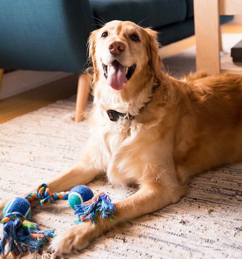 Happy National Puppy Day - Image Property of www.j-dphoto.com