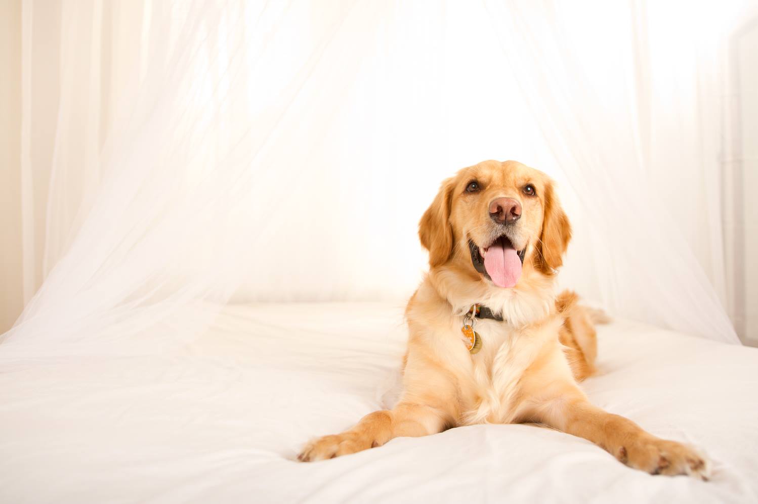 Happy National Puppy Day - Image Property of www.j-dphoto.com