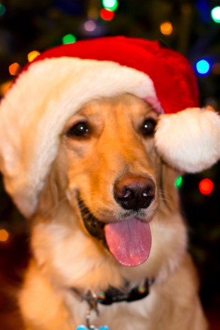 Nala Is The Coolest Golden Retriever Ever - Image Property of www.j-dphoto.com
