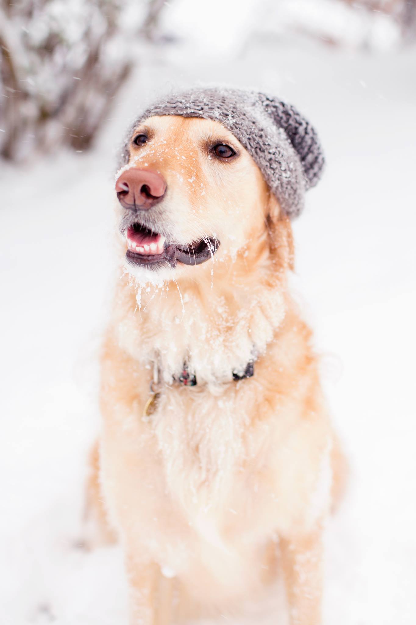 Happy National Puppy Day - Image Property of www.j-dphoto.com