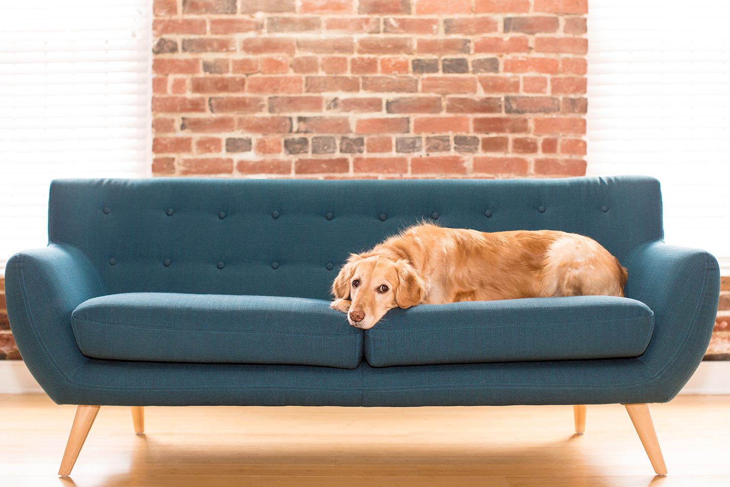 Happy National Puppy Day - Image Property of www.j-dphoto.com