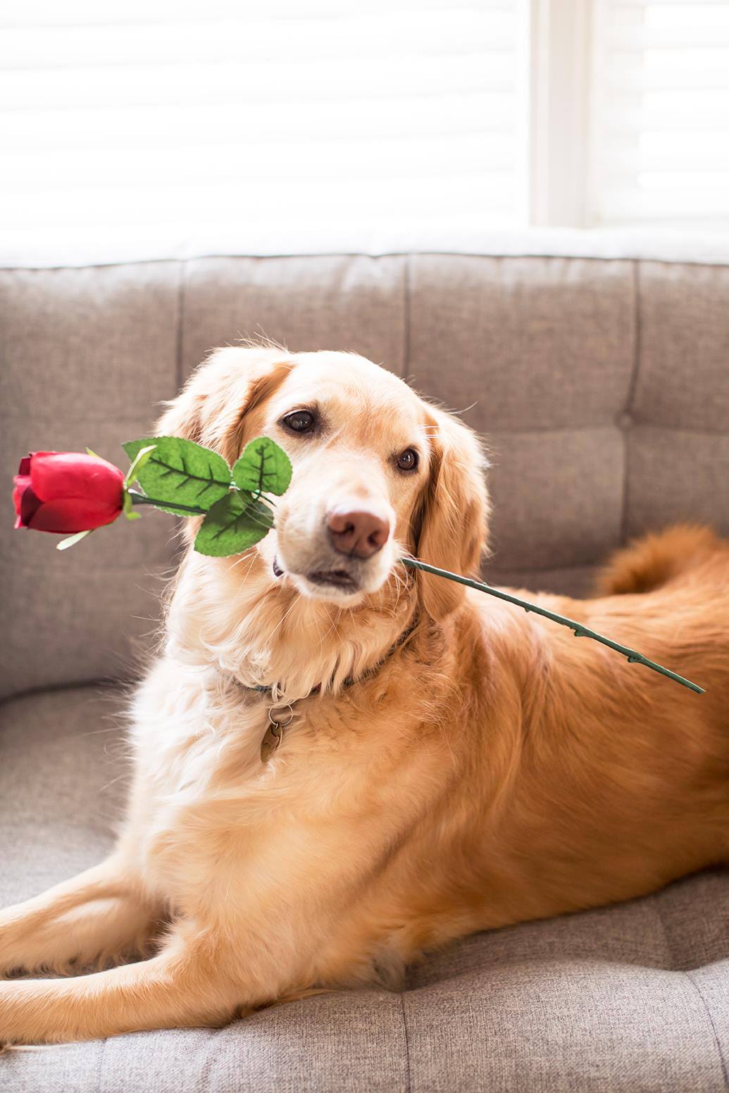 Happy National Puppy Day - Image Property of www.j-dphoto.com