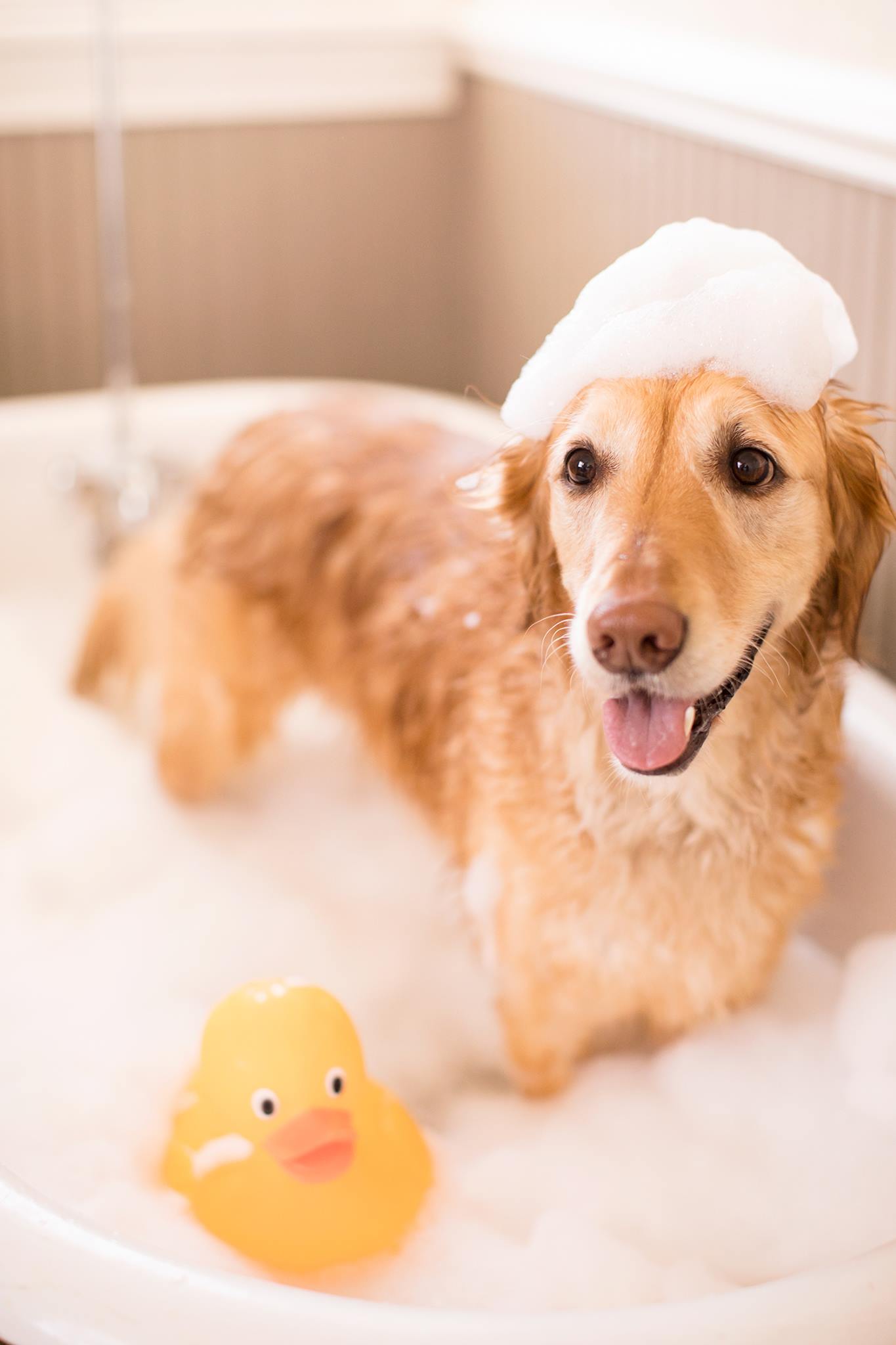 Happy National Puppy Day - Image Property of www.j-dphoto.com