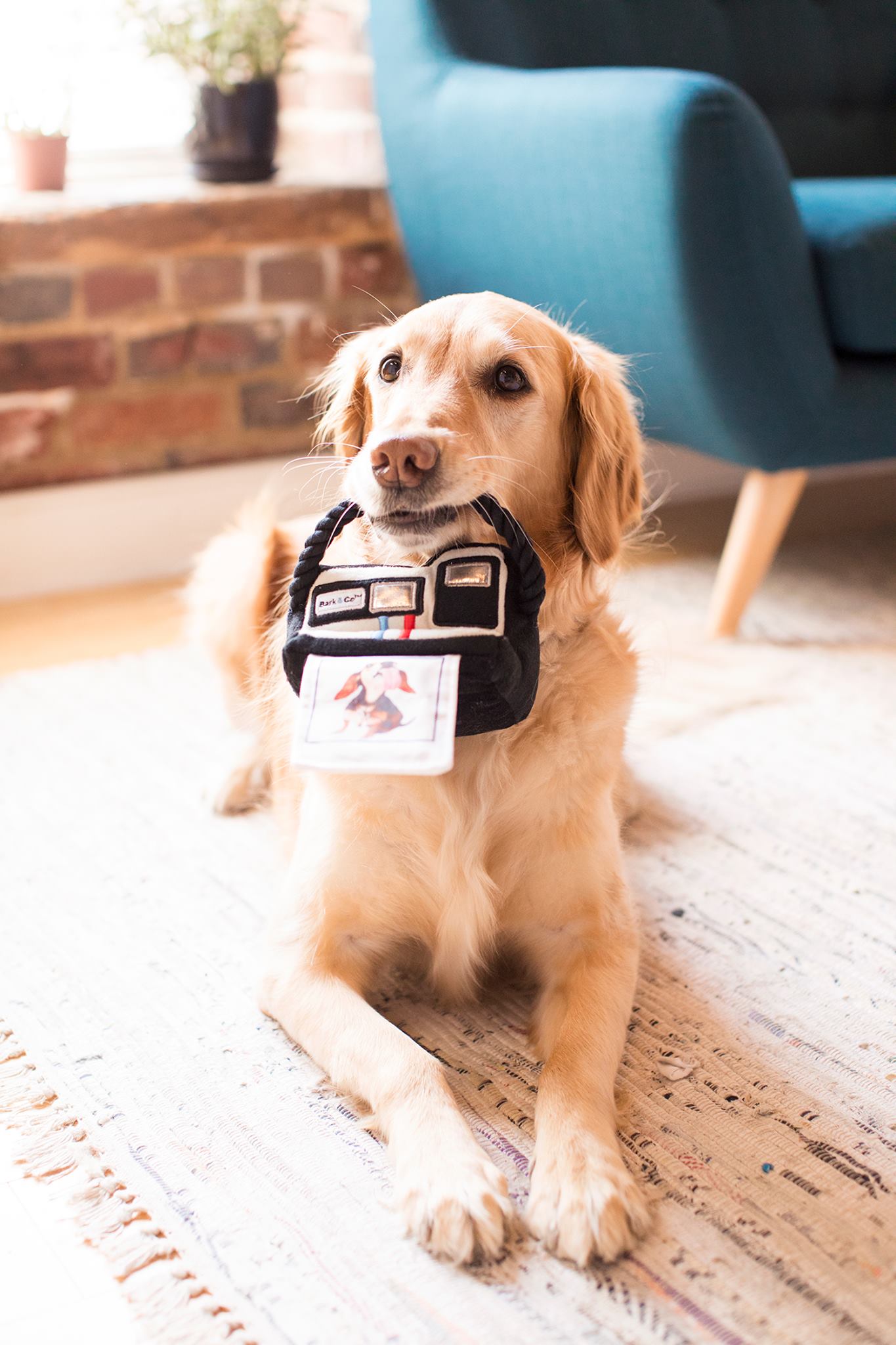 Happy National Puppy Day - Image Property of www.j-dphoto.com