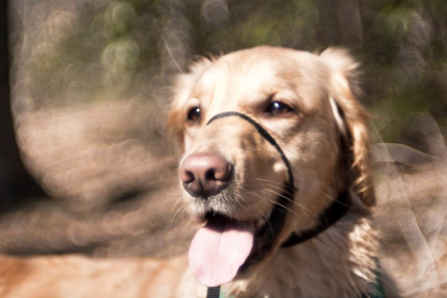 Nala Is The Coolest Golden Retriever Ever - Image Property of www.j-dphoto.com