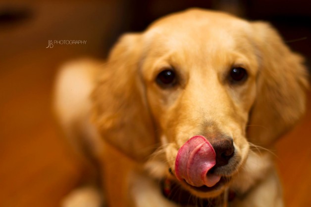 Nala Is The Coolest Golden Retriever Ever - Image Property of www.j-dphoto.com
