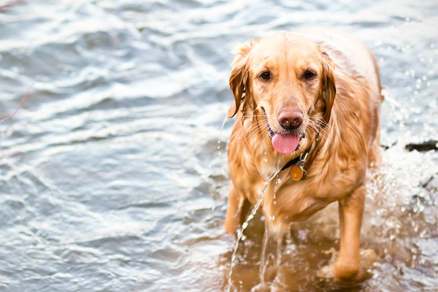 Happy National Puppy Day - Image Property of www.j-dphoto.com