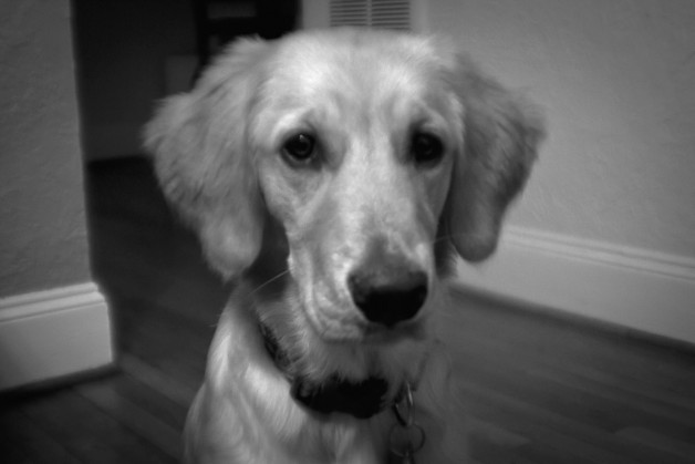 Nala Is The Coolest Golden Retriever Ever - Image Property of www.j-dphoto.com