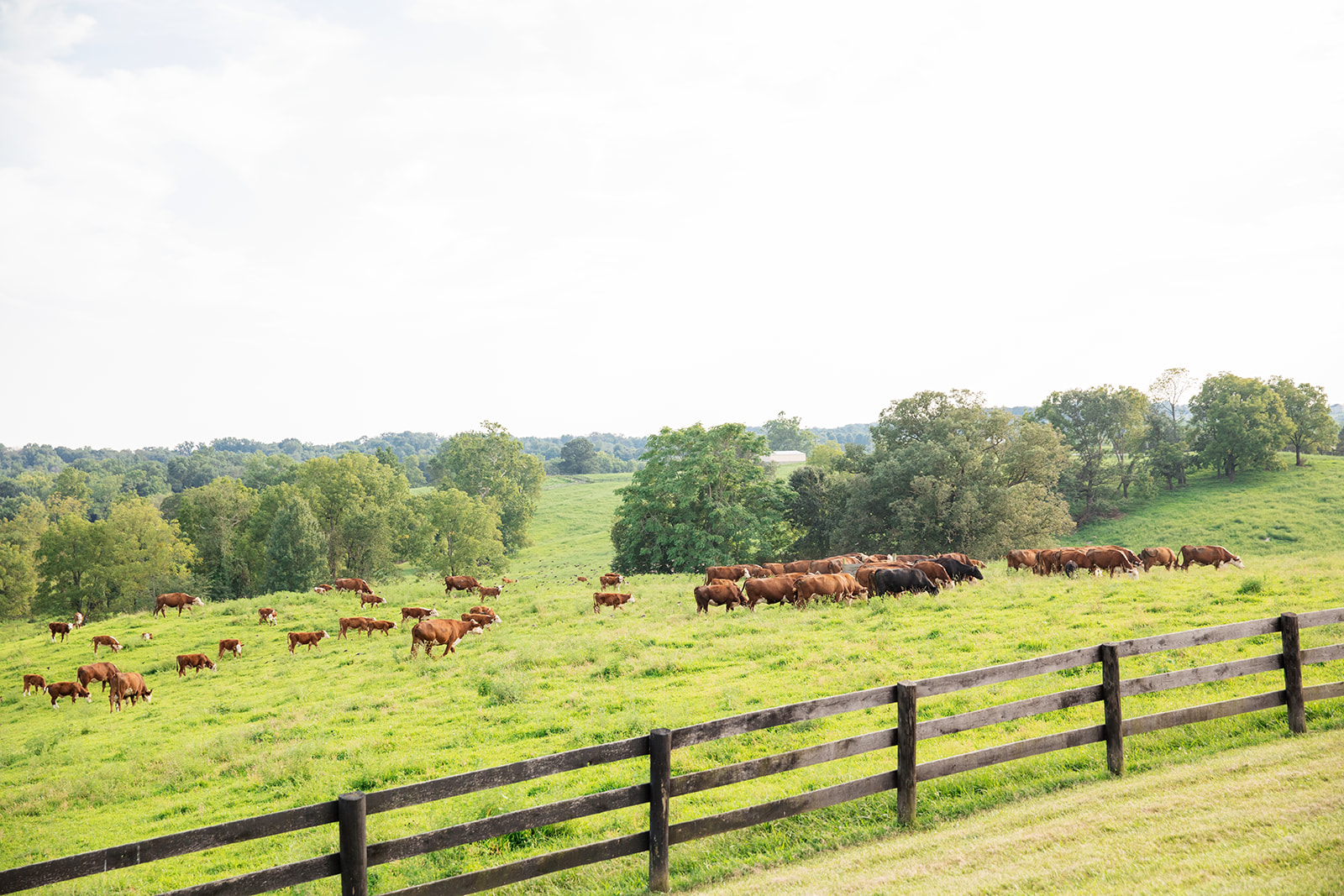 Alex Kevins DC Wedding at Shadow Creek - Image Property of www.j-dphoto.com