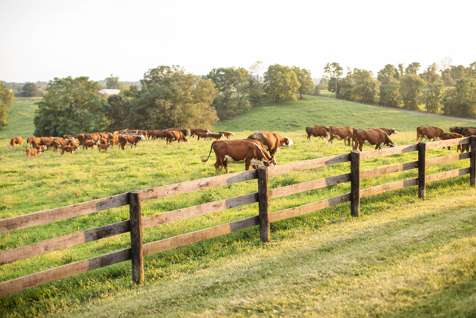 Alex Kevins DC Wedding at Shadow Creek - Image Property of www.j-dphoto.com