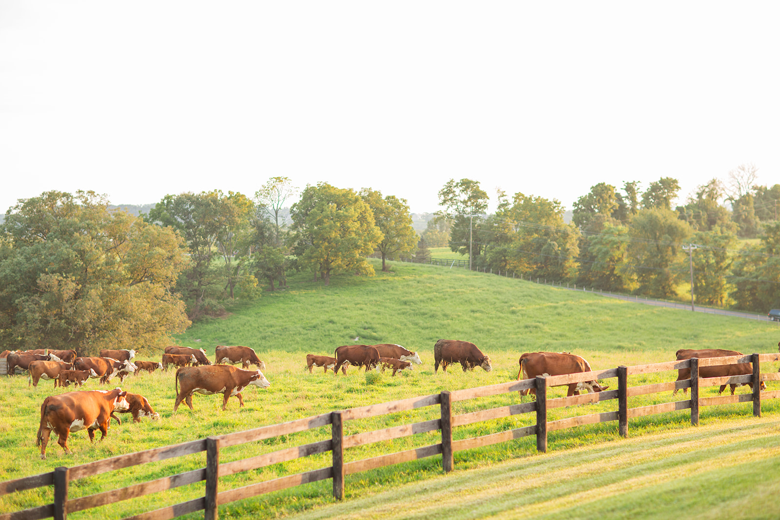 Alex Kevins DC Wedding at Shadow Creek - Image Property of www.j-dphoto.com