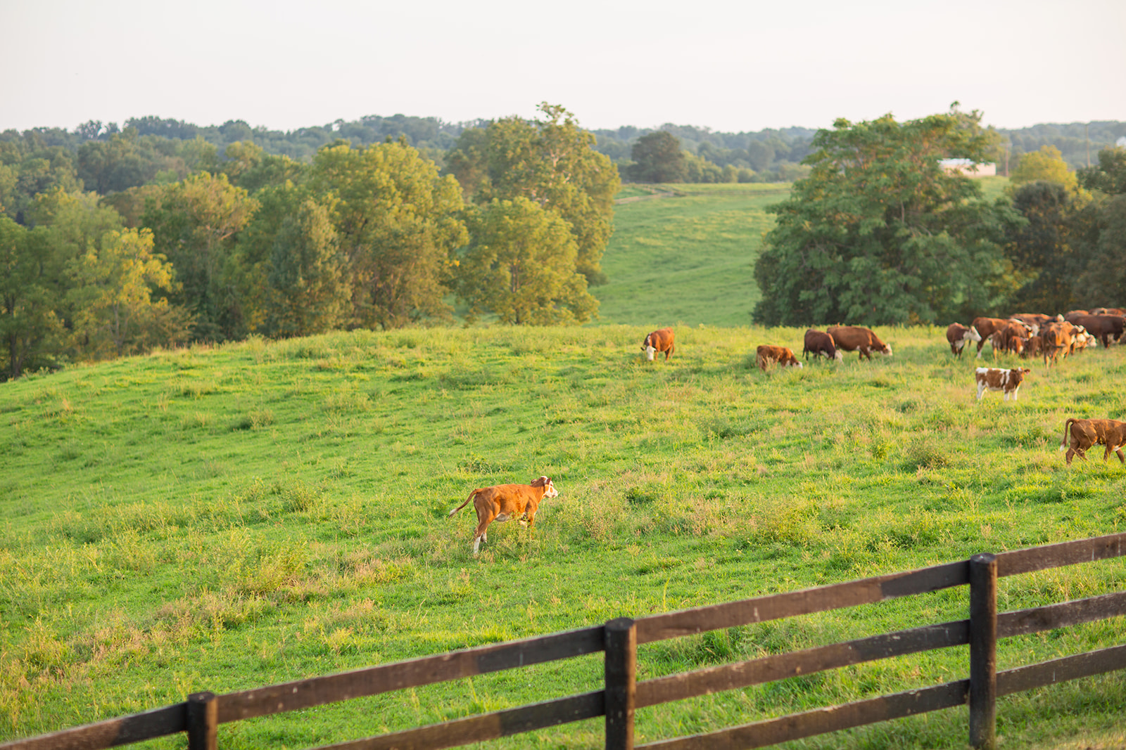 Alex  Kevins DC Wedding at Shadow Creek - Image Property of www.j-dphoto.com