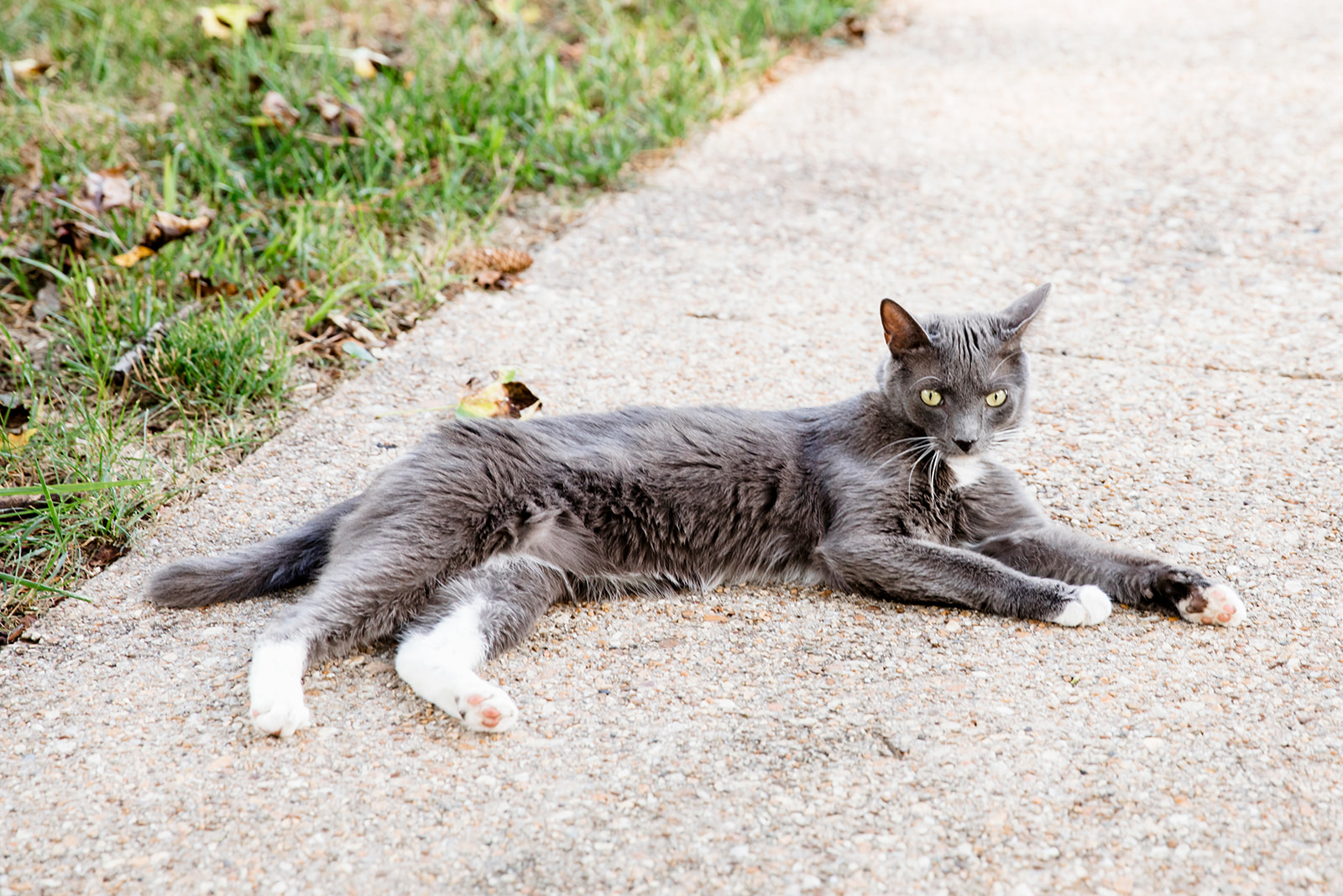 Bailey Treys Fur Baby Filled At Home Engagement Shoot - Image Property of www.j-dphoto.com
