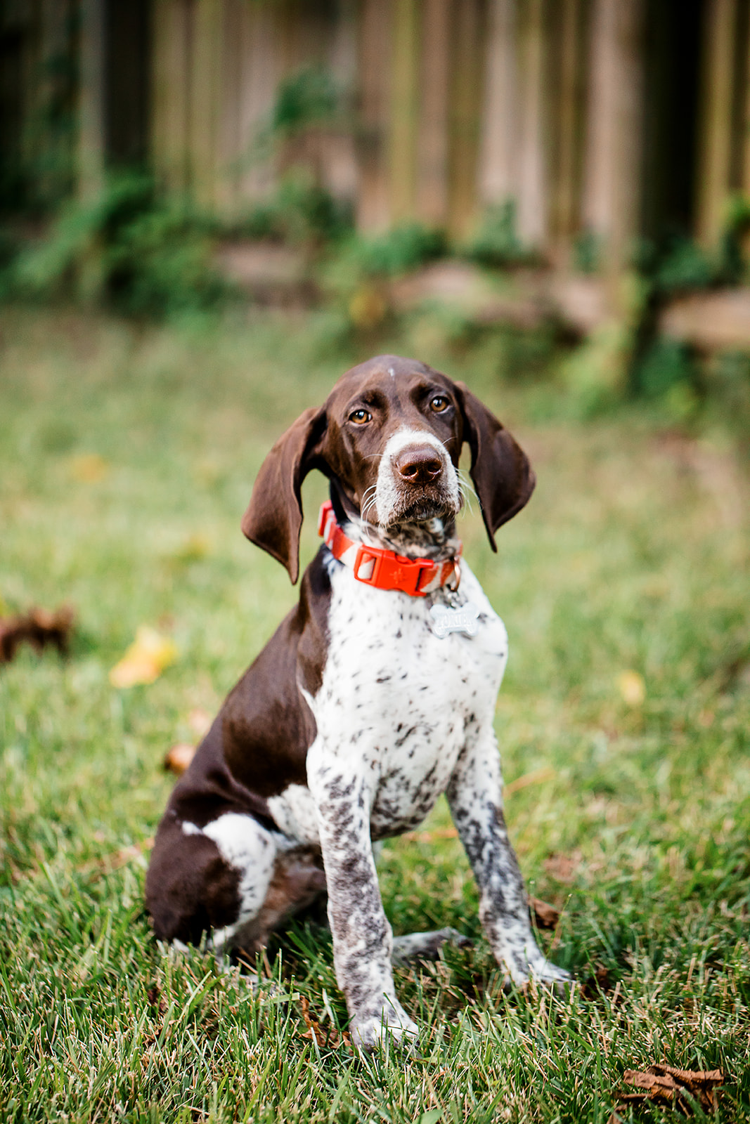 Bailey  Treys Fur Baby Filled At Home Engagement Shoot - Image Property of www.j-dphoto.com