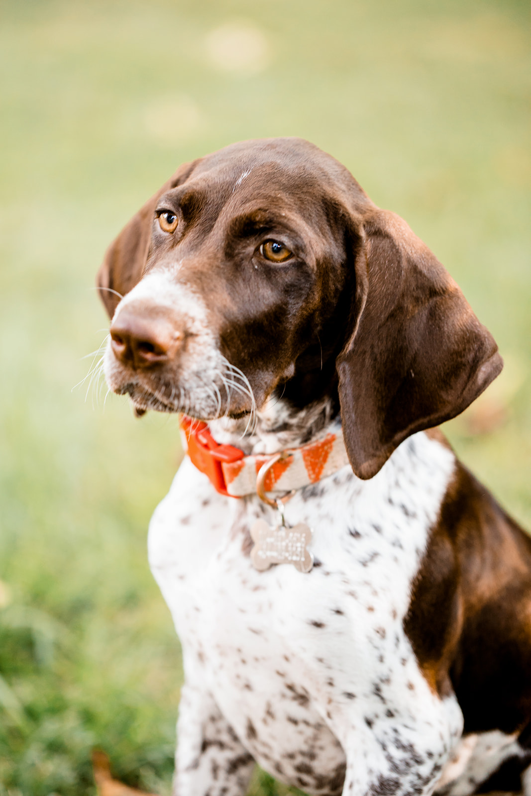 Bailey Treys Fur Baby Filled At Home Engagement Shoot - Image Property of www.j-dphoto.com