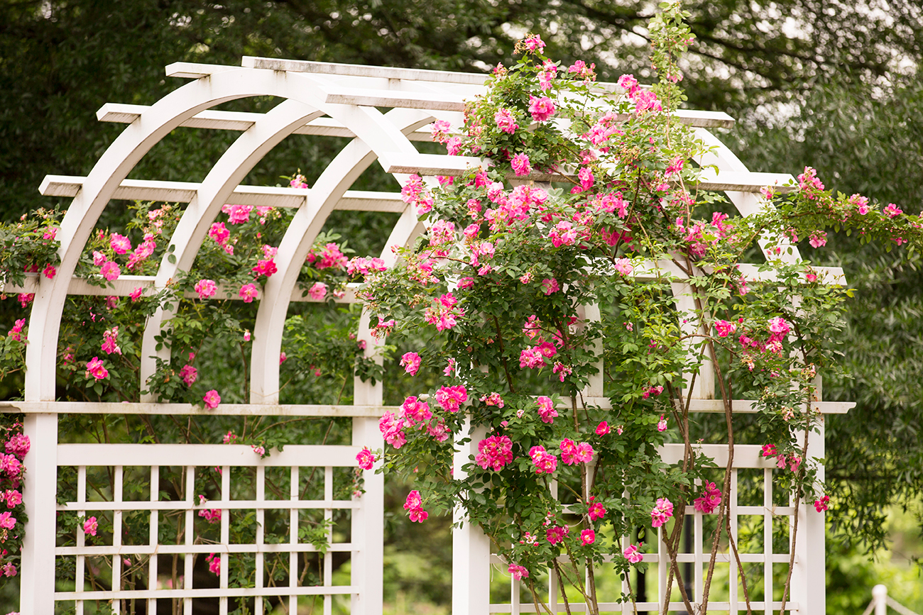 Cortney  Mikes Wedding at Lewis Ginter - Image Property of www.j-dphoto.com
