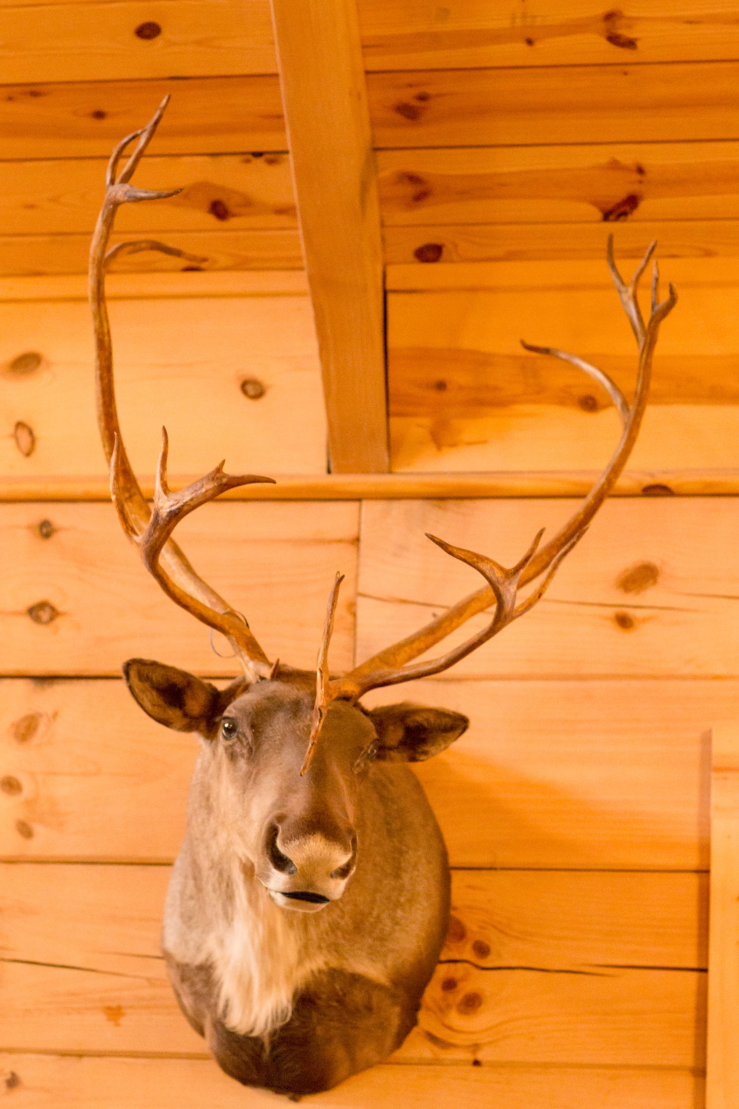 Jessica  Brendans Wedding at The Homestead - Image Property of www.j-dphoto.com