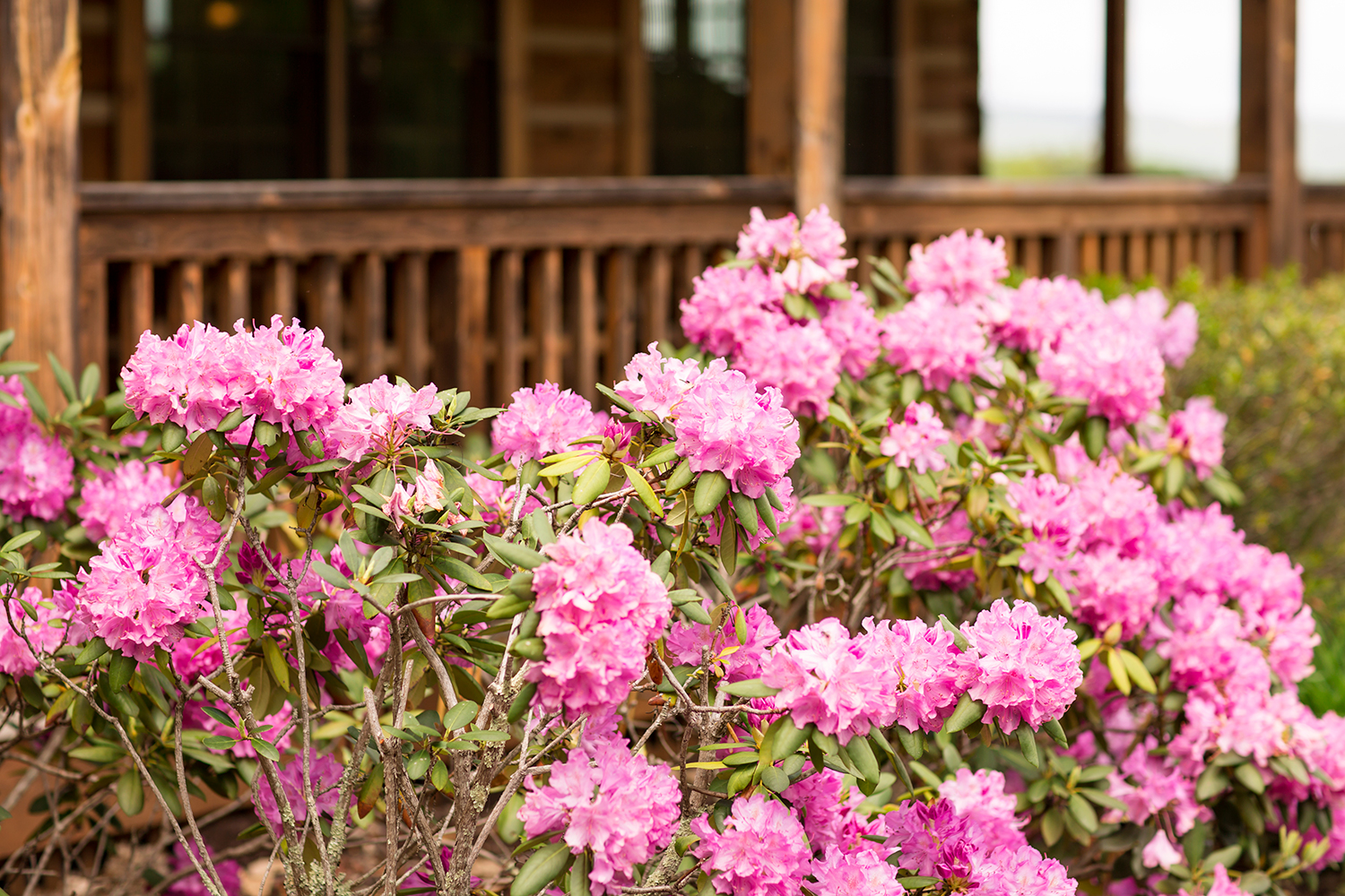 Jessica  Brendans Wedding at The Homestead - Image Property of www.j-dphoto.com