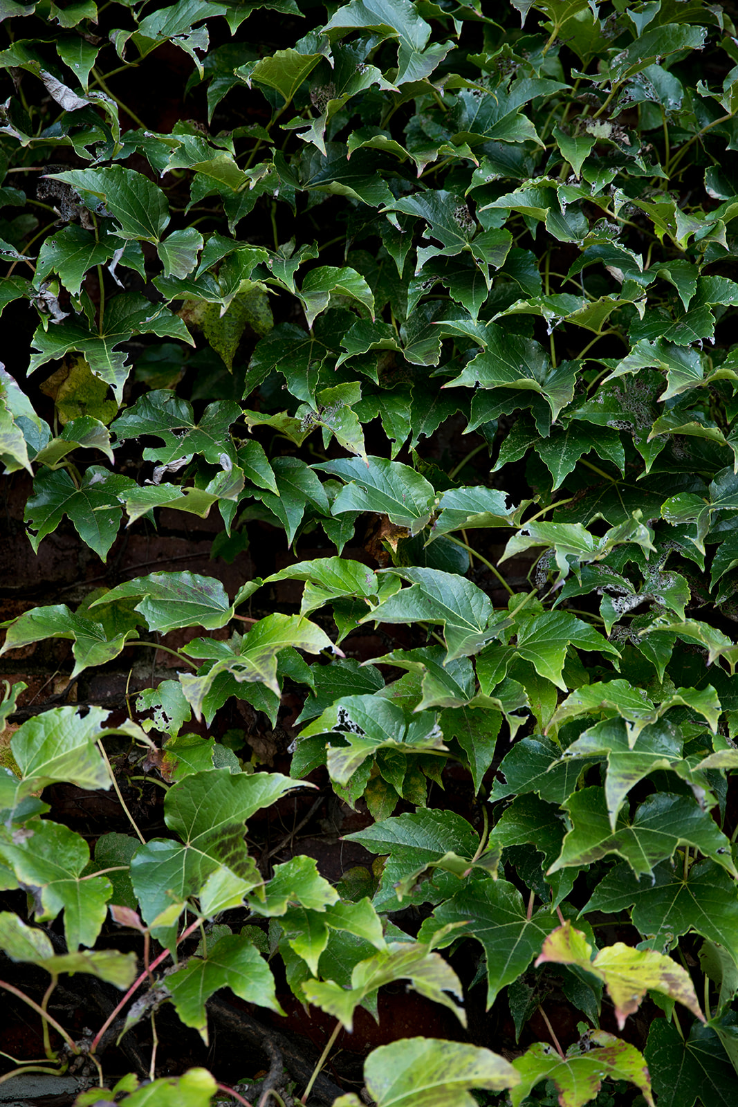 Logan  Jareds Wedding at Dover Hall Estate - Image Property of www.j-dphoto.com