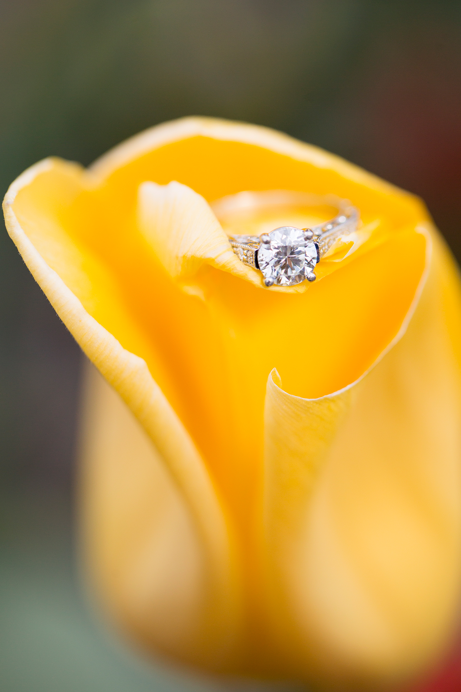 Christina  Mikes Spring Engagement Shoot at Maymont - Image Property of www.j-dphoto.com