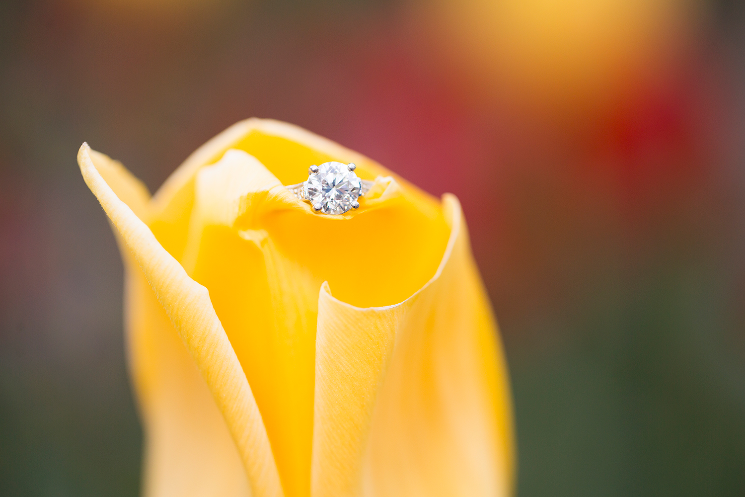 Christina  Mikes Spring Engagement Shoot at Maymont - Image Property of www.j-dphoto.com