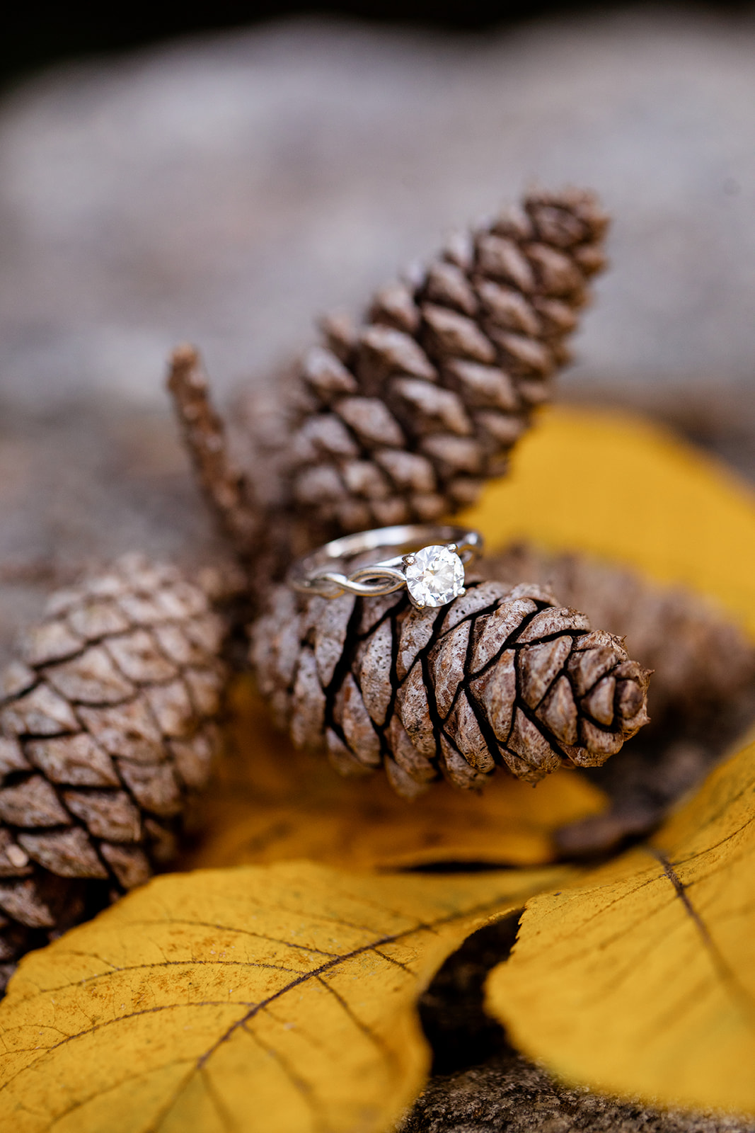 Adam  Taylors Forest Hill Park Fall Engagement Shoot - Image Property of www.j-dphoto.com