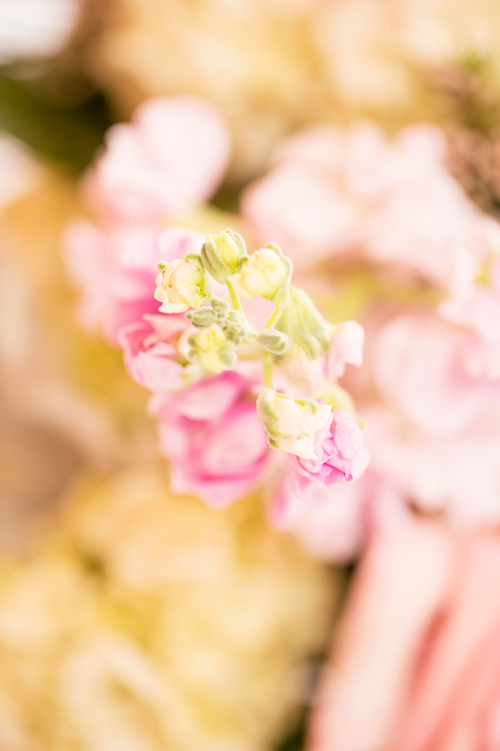 Andrew  Stephanies Wedding at The Dominion Club - Image Property of www.j-dphoto.com