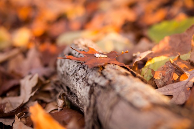 Courtney Jamies Engagement Shoot - Image Property of www.j-dphoto.com