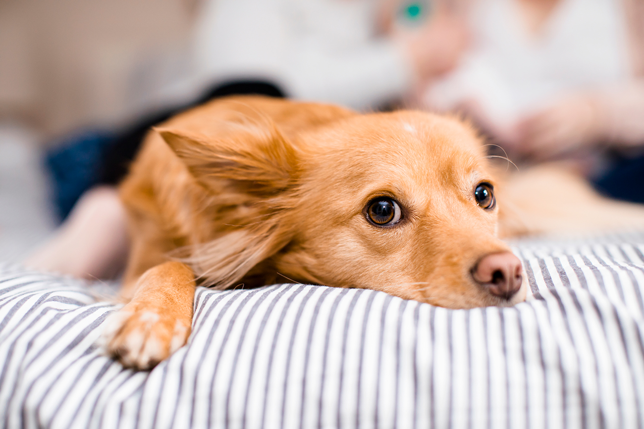 Baby Girl Ellies Newborn Shoot - Image Property of www.j-dphoto.com