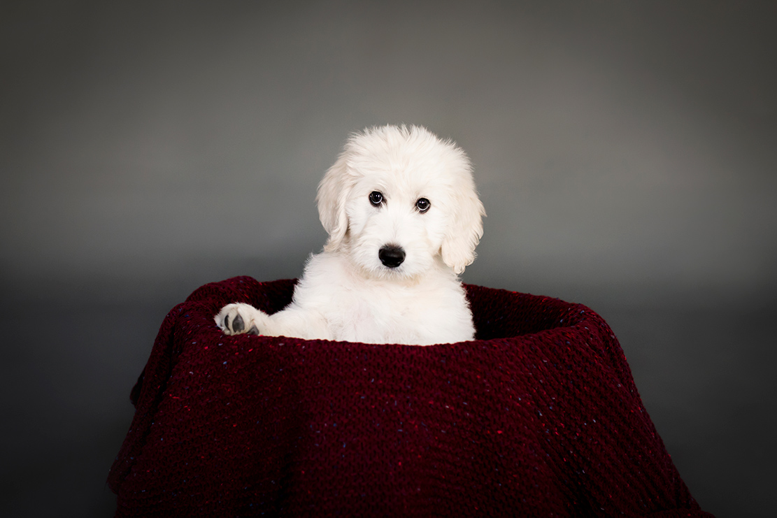 Newborn Photo Shoot with a Golden Doodle Puppy - Image Property of www.j-dphoto.com