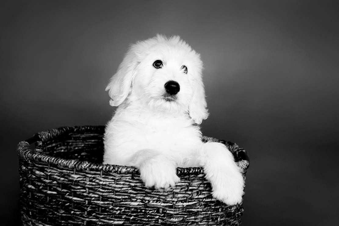 Newborn Photo Shoot with a Golden Doodle Puppy - Image Property of www.j-dphoto.com