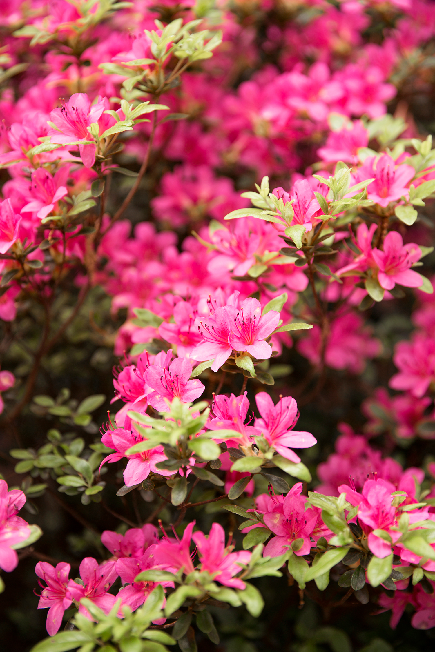 Ibbie  Jebs Pastel Toned Spring Wedding - Image Property of www.j-dphoto.com