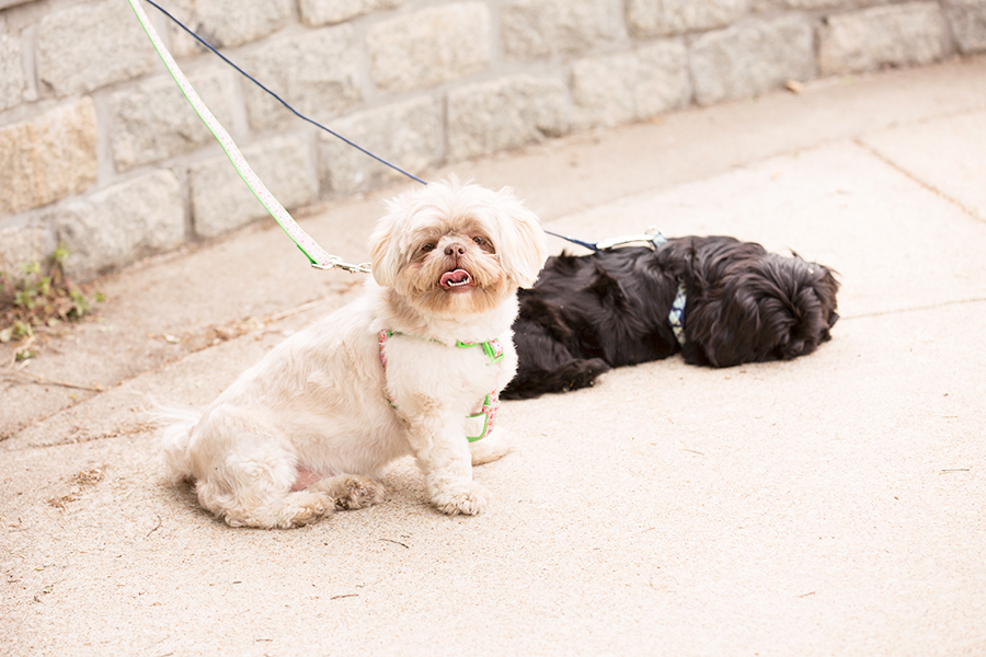 Autumn  Lawrences Elopement at Libby Hill Park - Image Property of www.j-dphoto.com