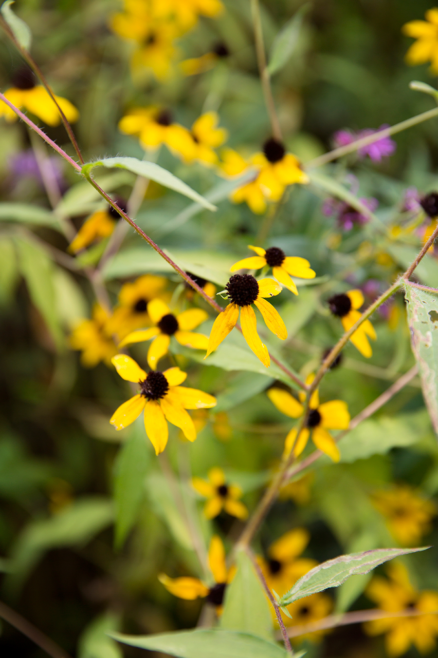Kirsten  Joshs Mountain Wedding - Image Property of www.j-dphoto.com