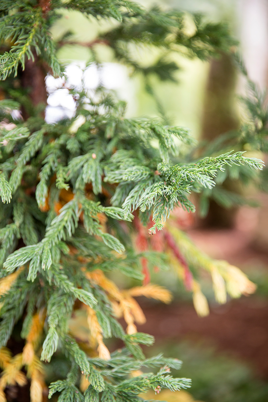 Kirsten  Joshs Mountain Wedding - Image Property of www.j-dphoto.com