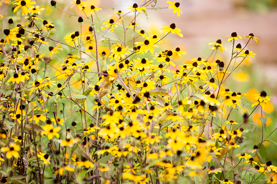 Kirsten  Joshs Mountain Wedding - Image Property of www.j-dphoto.com