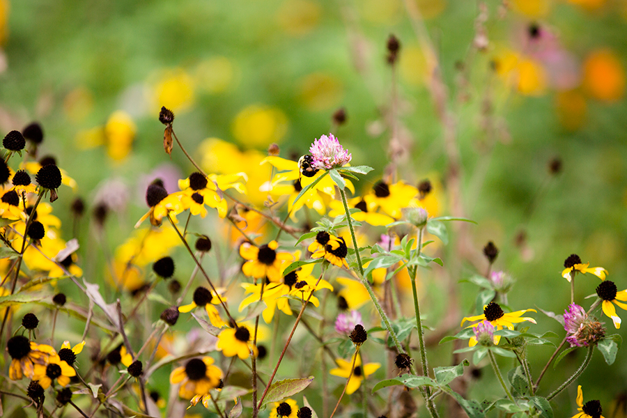 Kirsten  Joshs Mountain Wedding - Image Property of www.j-dphoto.com