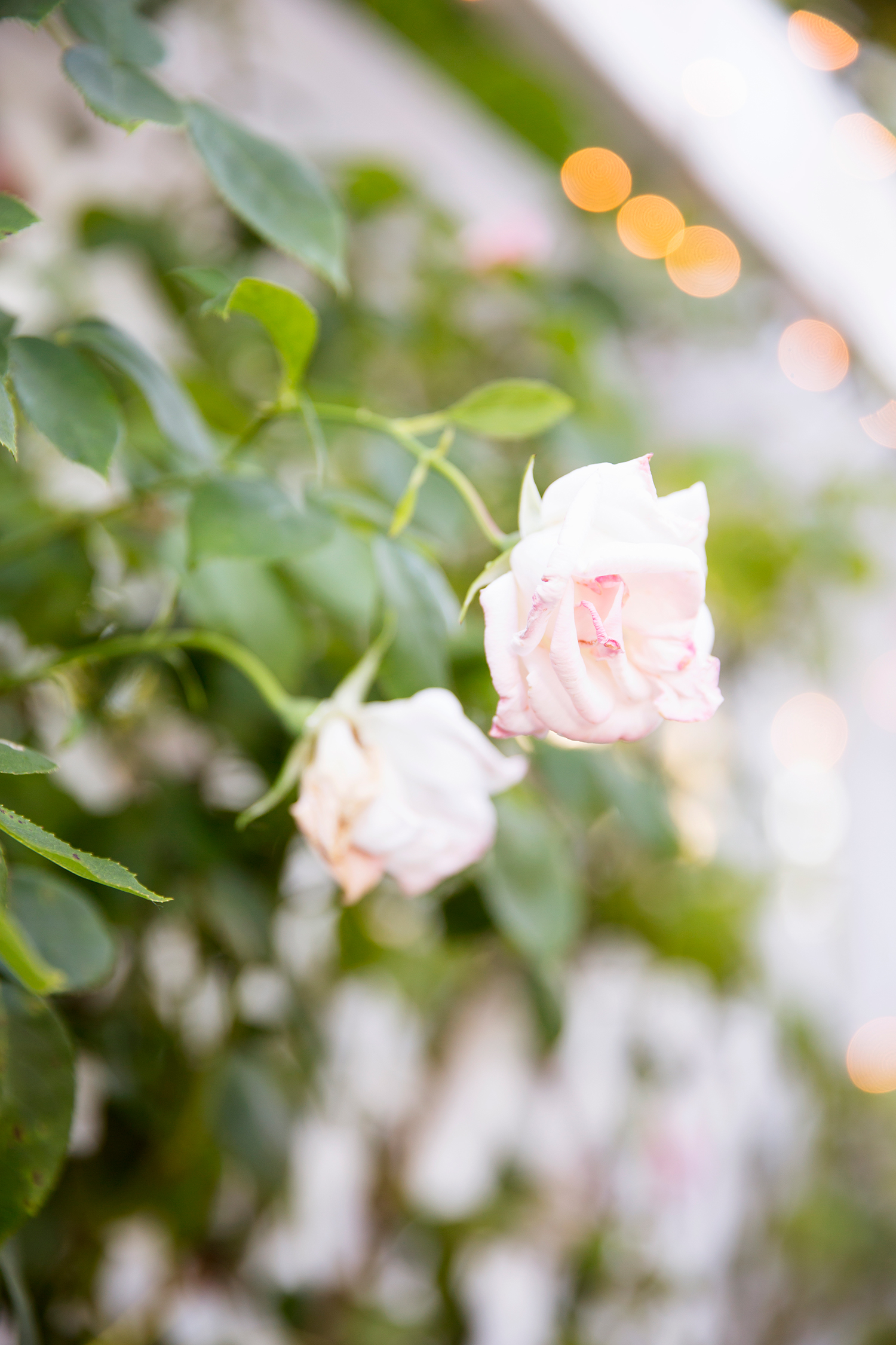 Summer Wedding at The Virginia Cliffe Inn - Image Property of www.j-dphoto.com