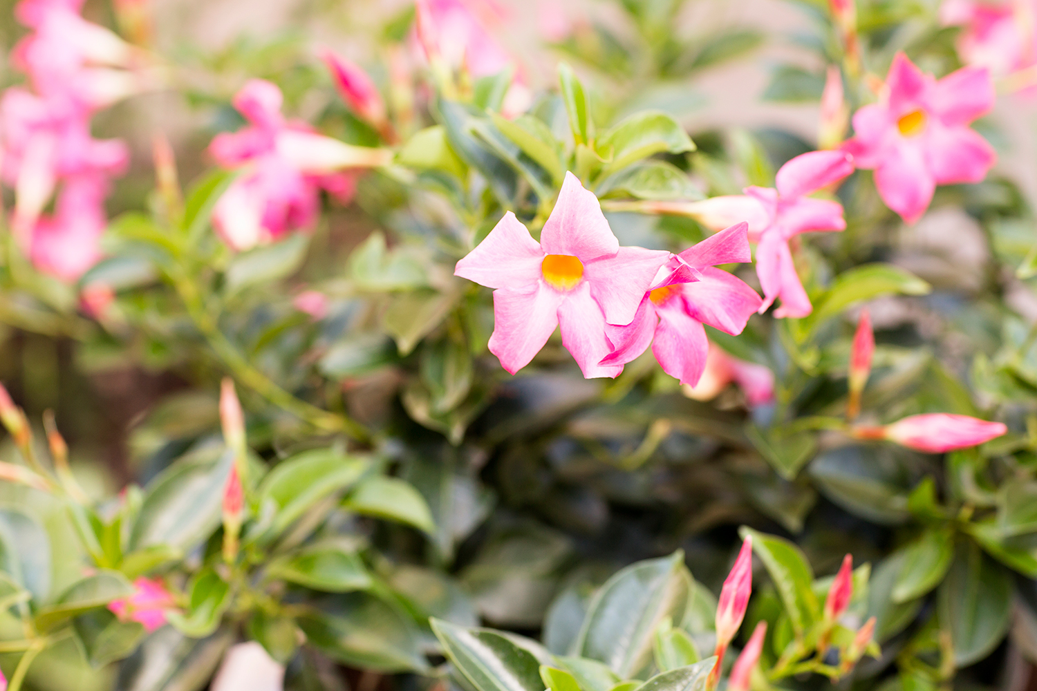 Summer Wedding at The Virginia Cliffe Inn - Image Property of www.j-dphoto.com