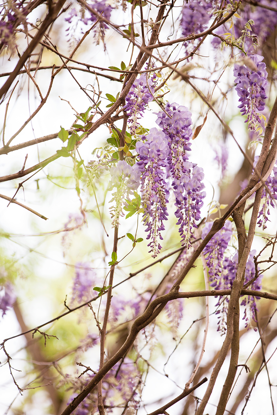 Rose  Daniels Belle Isle Engagement Session - Image Property of www.j-dphoto.com