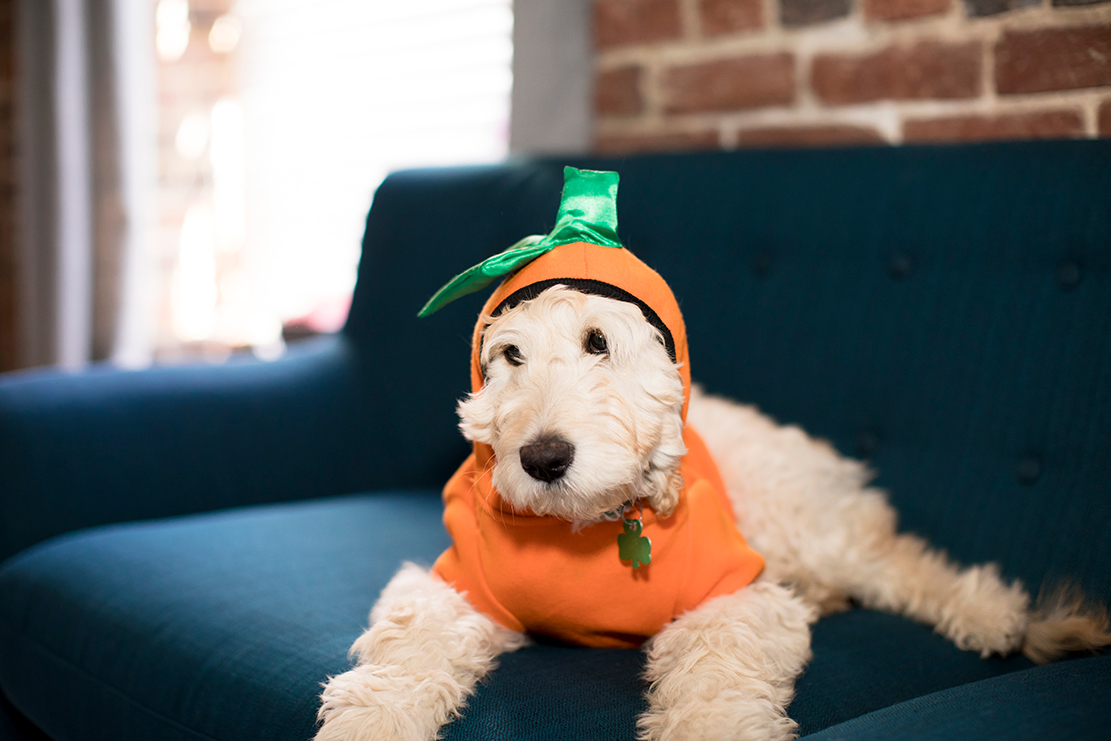 2017 Halloween at JD Photo - Image Property of www.j-dphoto.com