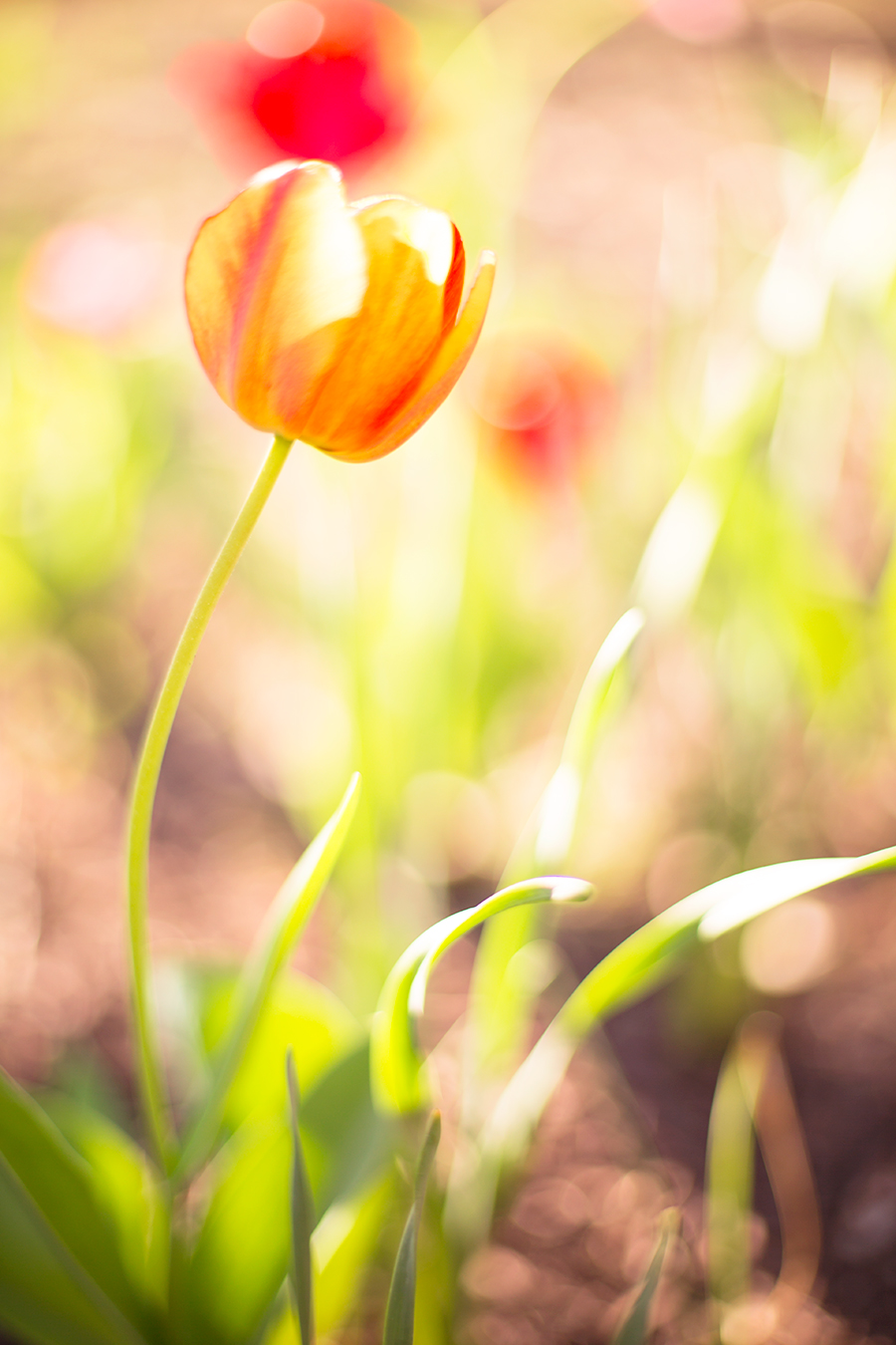 Chris  Sarahs Virginia Center for Architecture Engagement Shoot - Image Property of www.j-dphoto.com