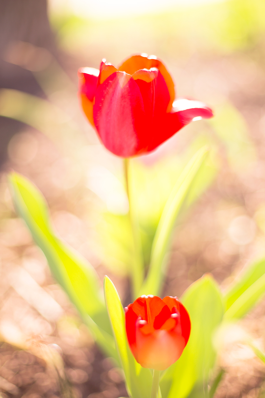 Chris  Sarahs Virginia Center for Architecture Engagement Shoot - Image Property of www.j-dphoto.com