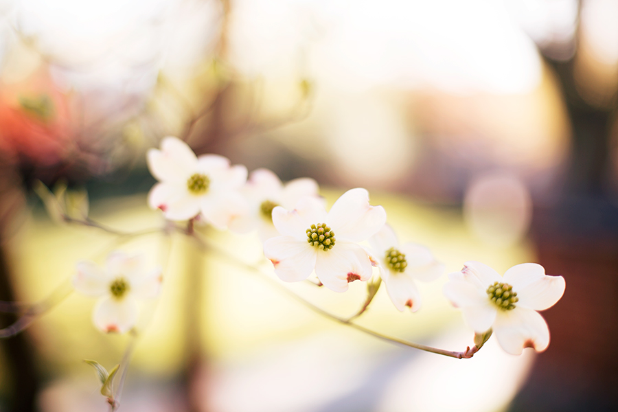 Chris  Sarahs Virginia Center for Architecture Engagement Shoot - Image Property of www.j-dphoto.com